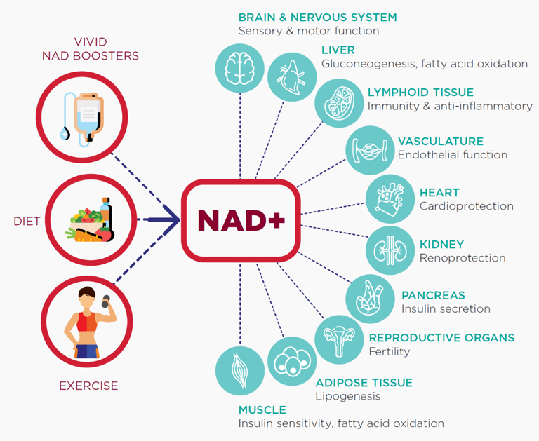 Đảo ngược lão hóa với NAD+ và cái nhìn dưới góc độ y học tái tạo