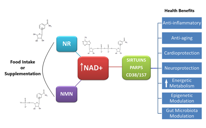 NMN là gì và công dụng đặc biệt của NMN