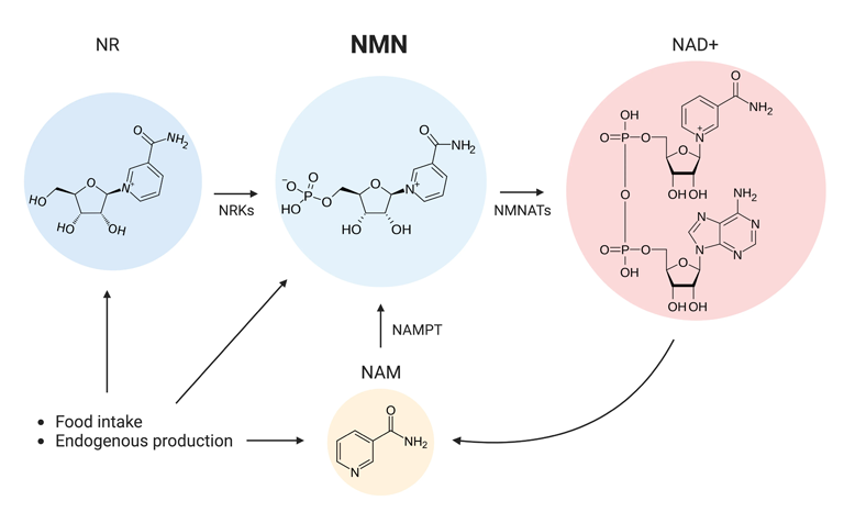 khác biệt giữa NMN và NAD+