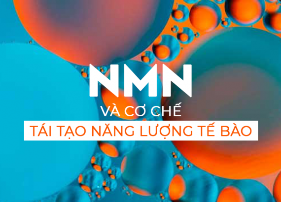 lão hoá tích cực với nguồn tái tạo năng lượng tế bào nmn