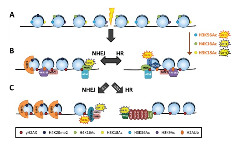 Ngừa lão hóa với gen trường thọ Sirtuins bằng NMN