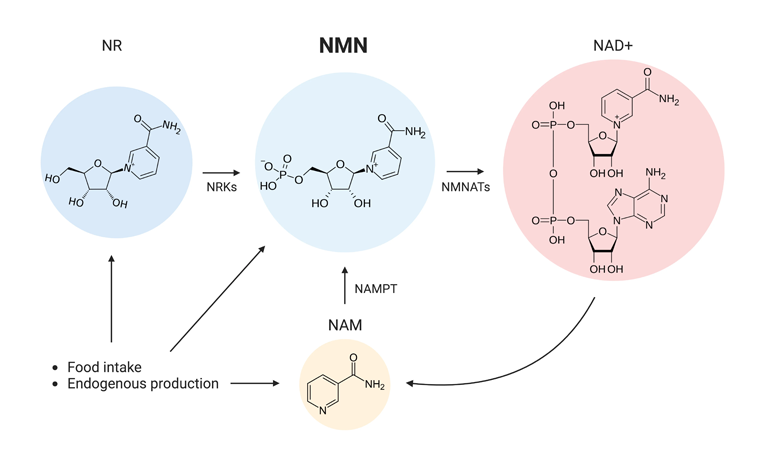 NMN NAD và NR - sự khác biệt trong cơ chế tái sinh da